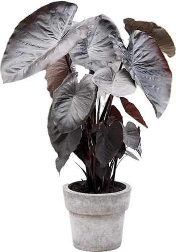 Diamond Head- Colocasia esculenta- Elephant Ear – SMALL ROOTED STARTER Plant