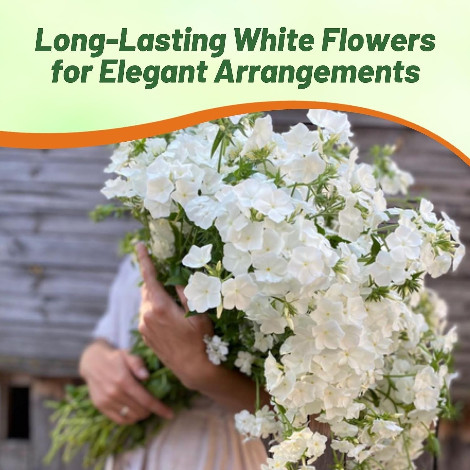 Vibrant White Phlox Seeds – Long Blooming, Self-Seeding, Pollinator-Friendly