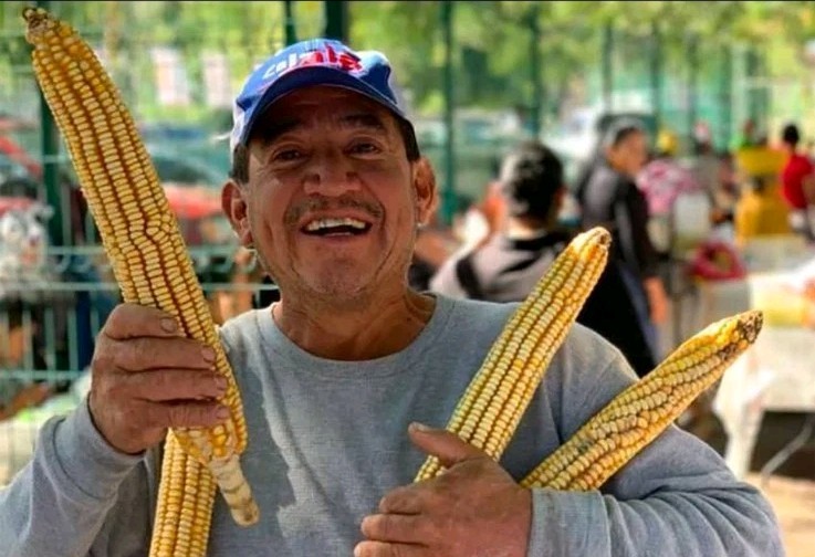 Nayarit Jala Amarillo Corn Seeds (1 lb) MEXICAN HEIRLOOM / Super Rare/ Massive