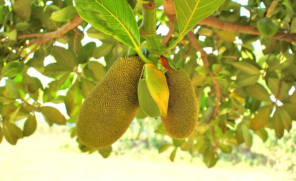 Jackfruit Plant (1 plant per pot) -Grow Your Own Sweet,Tropical Delights at home