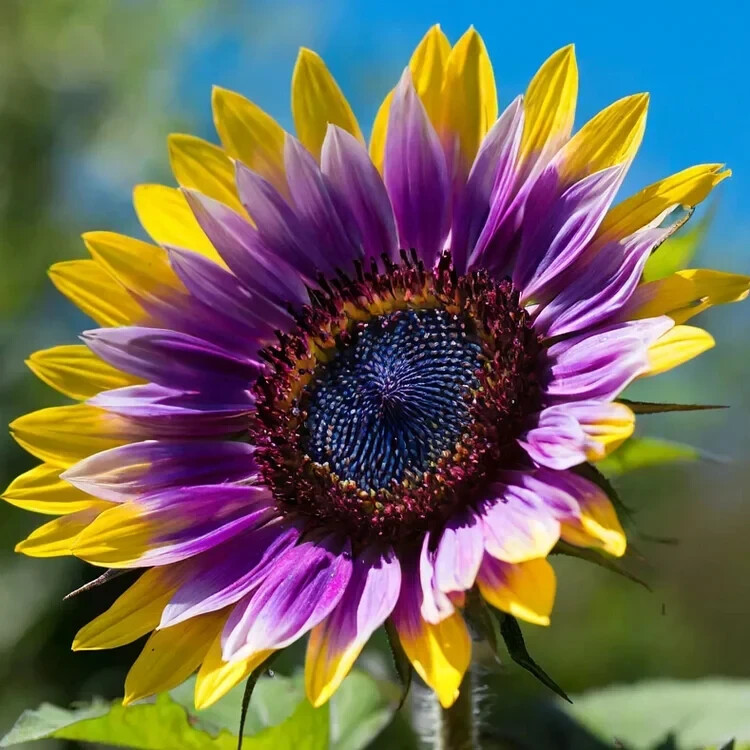 50pcs Rare Purple Heart Sunflower Seeds – Unique Blooms for a Stunning Garden