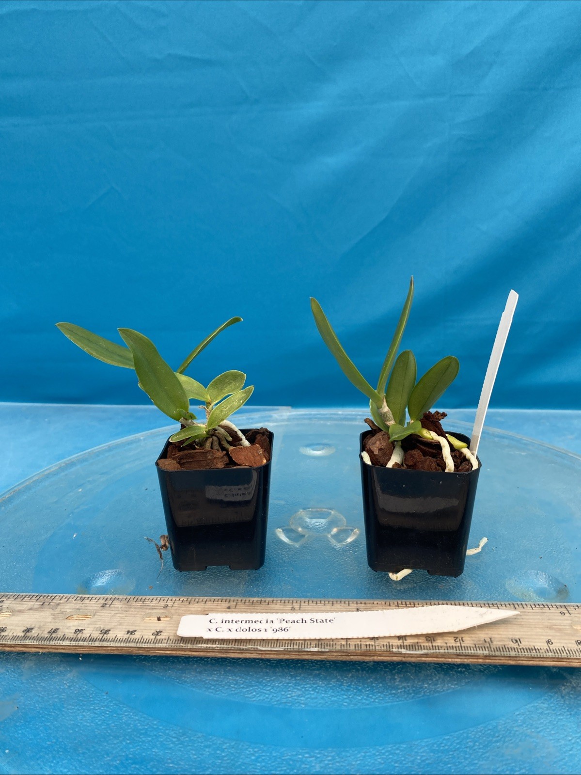 Cattleya intermedia ‘Peach State’ X C. dolosa ‘986’ Orchid Eros 2” Pot