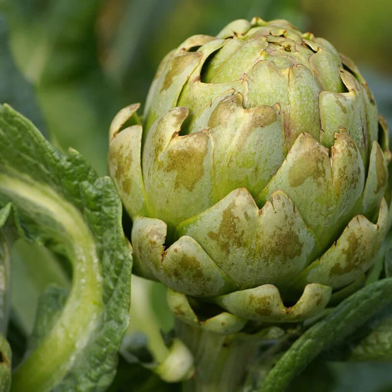 35+ Green Globe Artichoke Seeds Heirloom Artichoke Seeds NON-GMO Free Ship #91