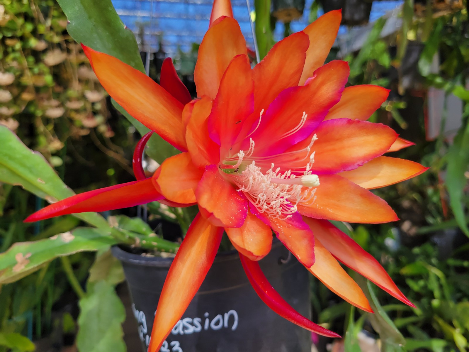 Epiphyllum Flaming Passion Unrooted Cuttings – 8 to 10 inches long