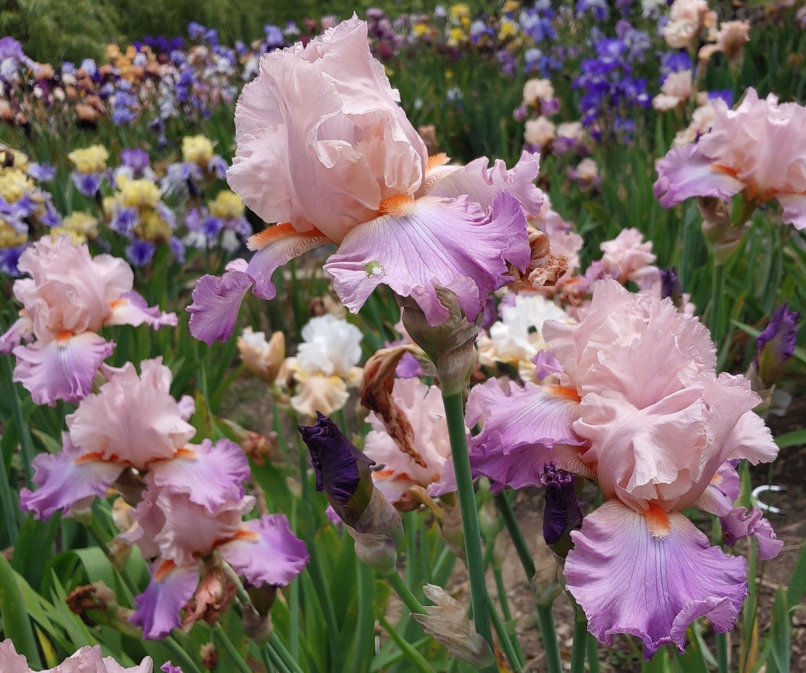 Dutchman’s Dream’ TB Bearded Iris Rhizome PRE-SALE to Ship Aug/Sept