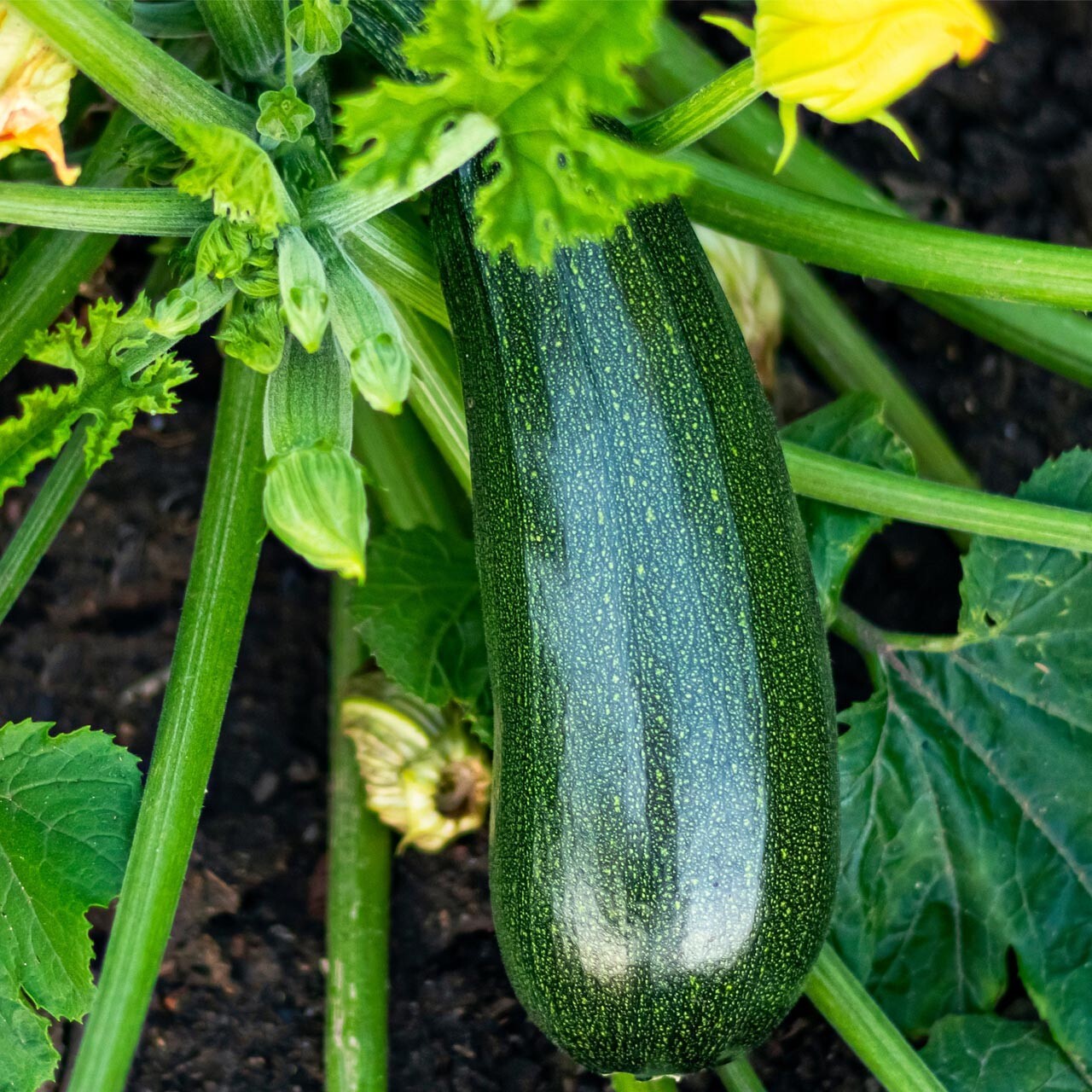 25+ BLACK BEAUTY Zucchini Squash ———– HEIRLOOM – NON GMO