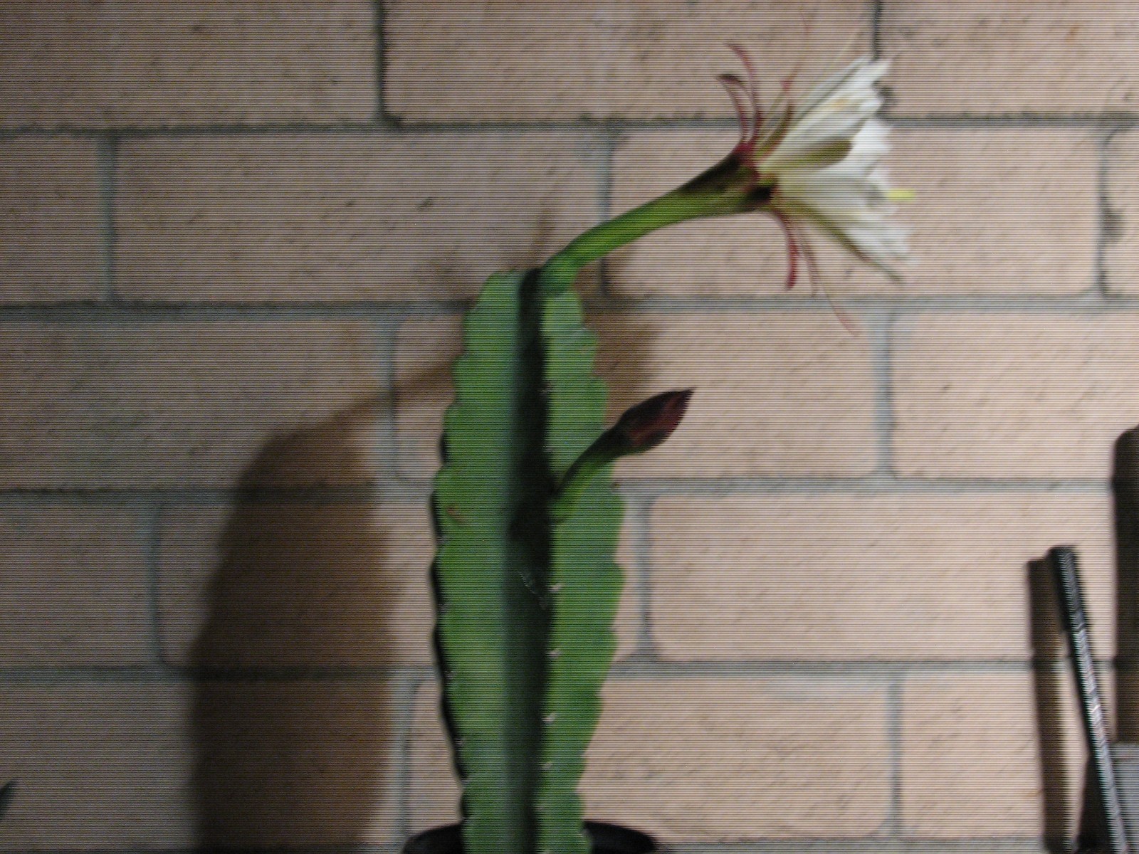 16 1/2 in tall, 5 1/2 in wide Cereus columnar cactus plant