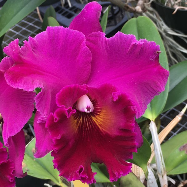 Cattleya Rlc Mem Yoshi Tsubaki ‘Dark Beauty’ Live Orchid 3C42
