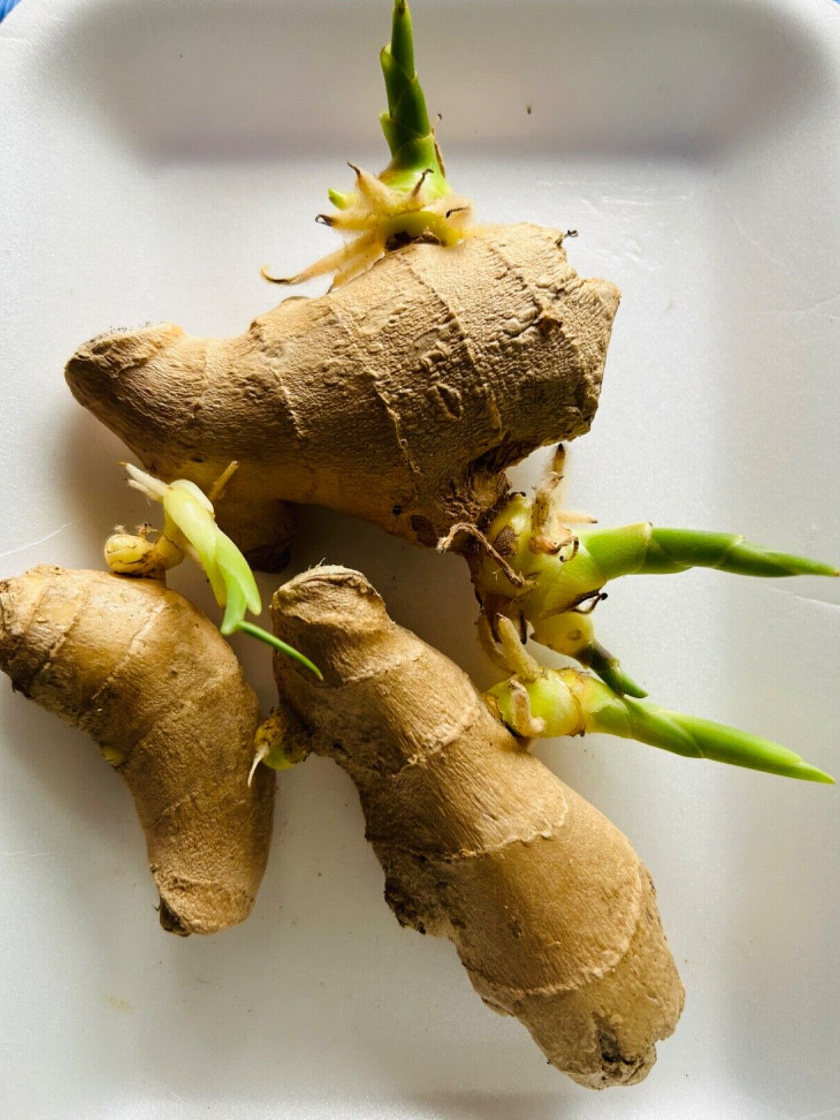 3-4 Sprouts Fresh Sprouting Ginger Roots Ready to Plant, Live Ginger Roots
