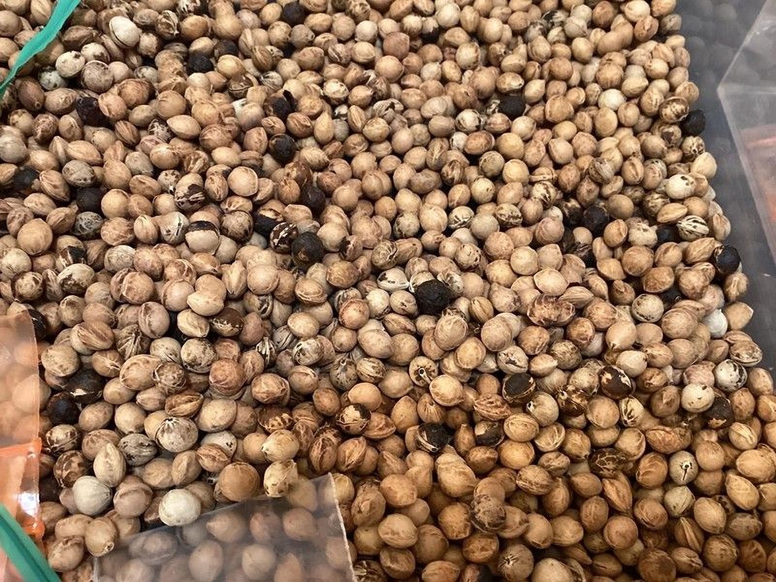Black Cherry Tree Seeds (Prunus Serotina )