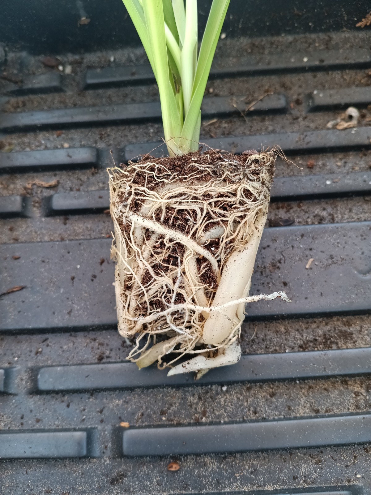 Michigan Grown NONVARIEGATED Spider Plant – Rooted And Ready!