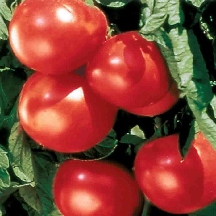 TOMATO SLICER BONNY BEST SCARLET 100 SEEDS