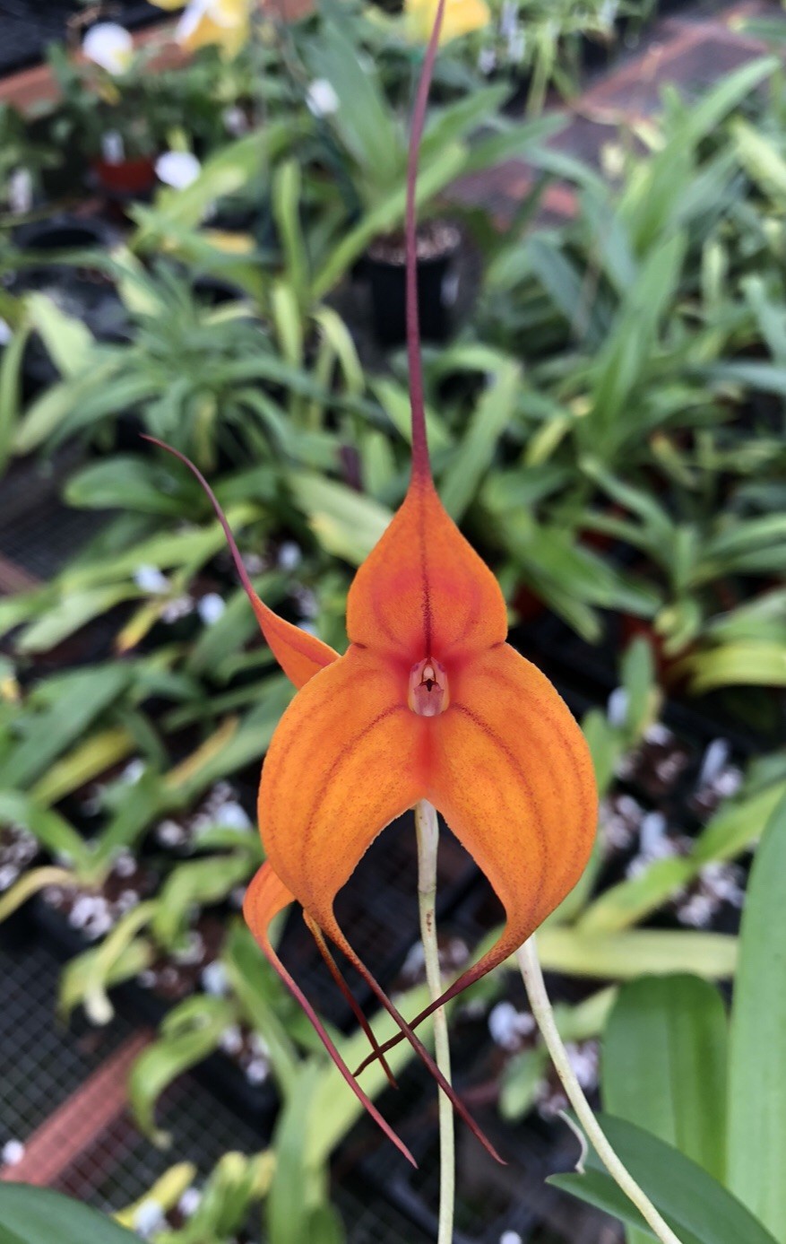 Masdevallia Copper Angel ‘Mr. Mathis’ AM/AOS Prolific Easy Grower