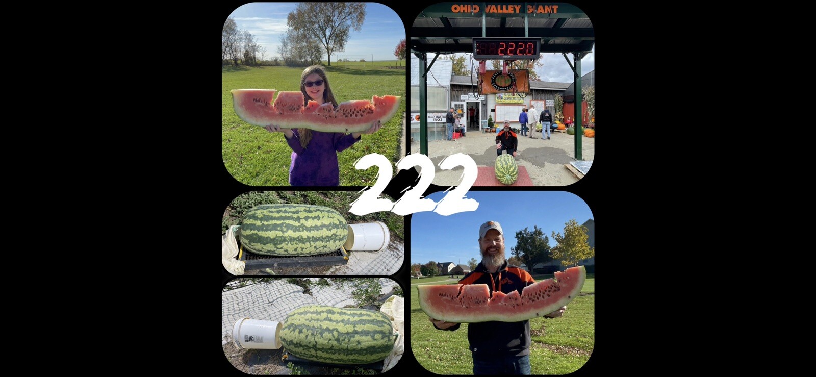 222 Lb Giant Watermelon. $25For 5 Seeds. Free Shipping Worldwide!!