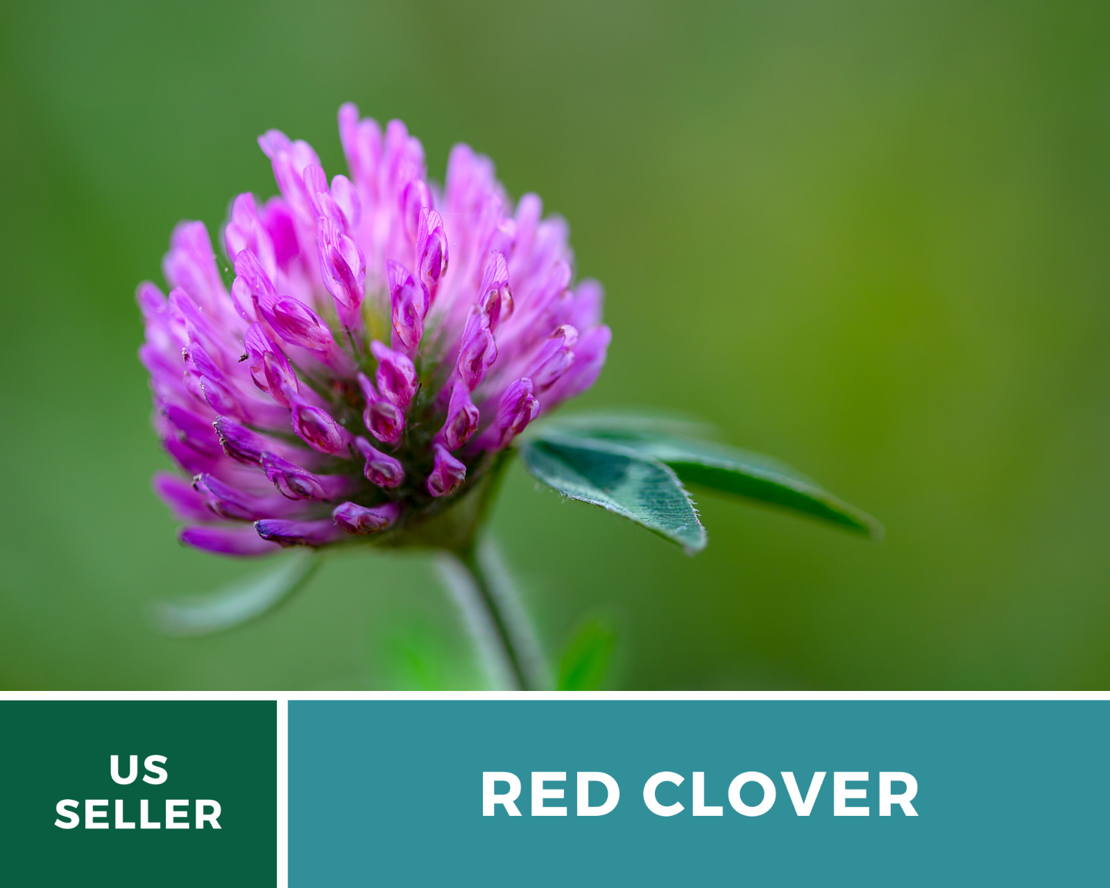 Clover, Red (Trifolium Pratense) Medicinal – 200 Seeds