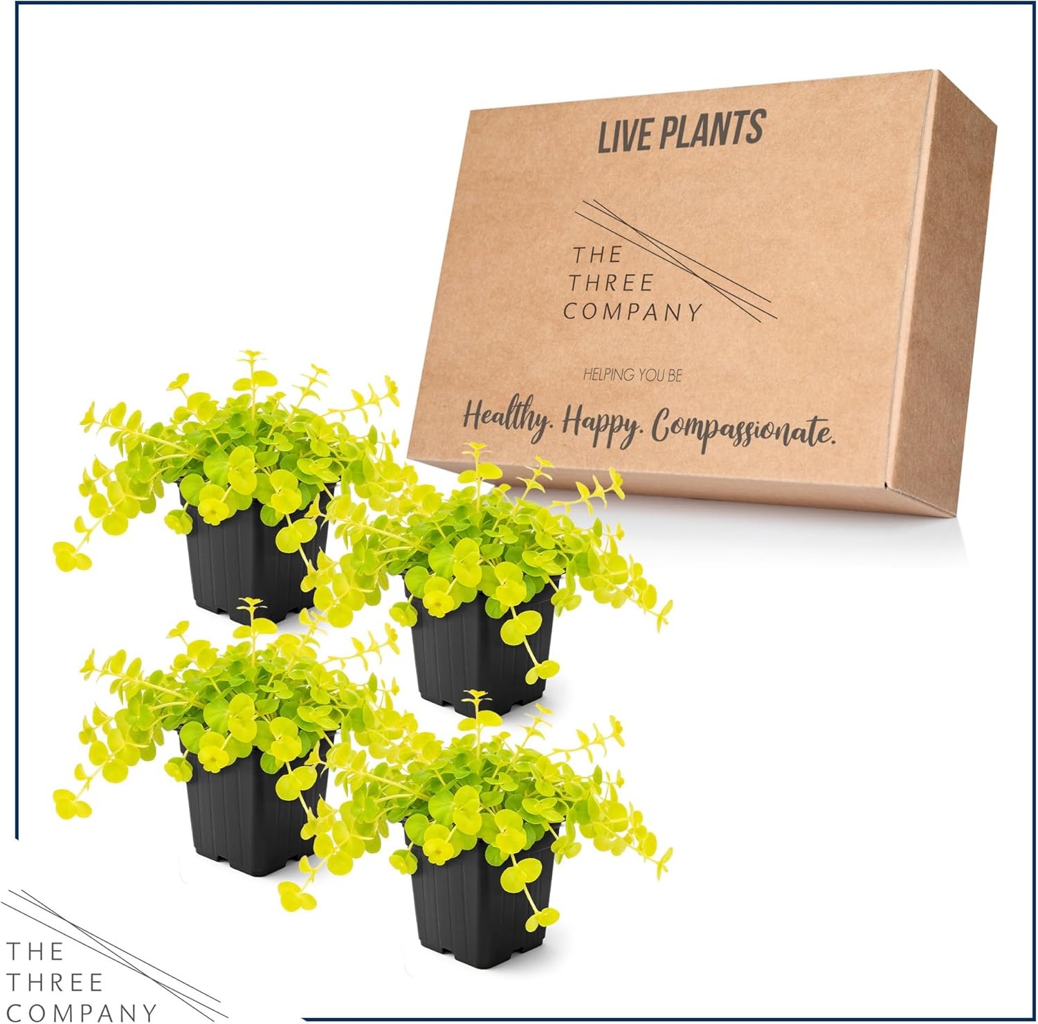 Live Plant 4 Plants Pack Beautiful Accent Plant – 6″ Tall by 4″ Wide in 1 Pt Pot