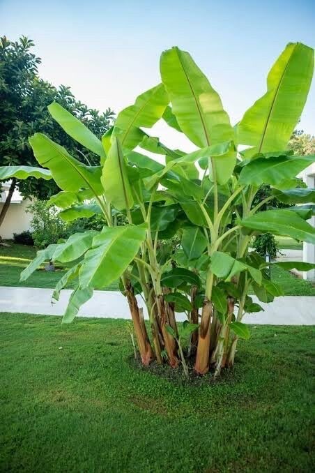 Darjeeling Banana Tree Seeds for Planting (5 Seeds) – Musa sikkimensis