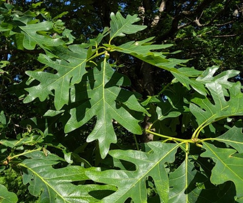 5 White Oak Tree 12-24″ Quercus alba Bare Root