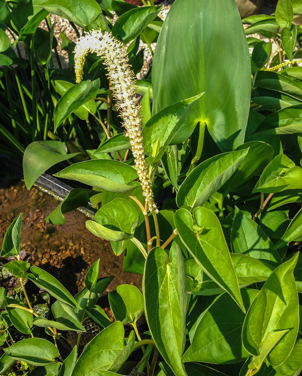Live Lizard’s Tail Plant Winter Hardy Marginal Aquatic Pond Plant