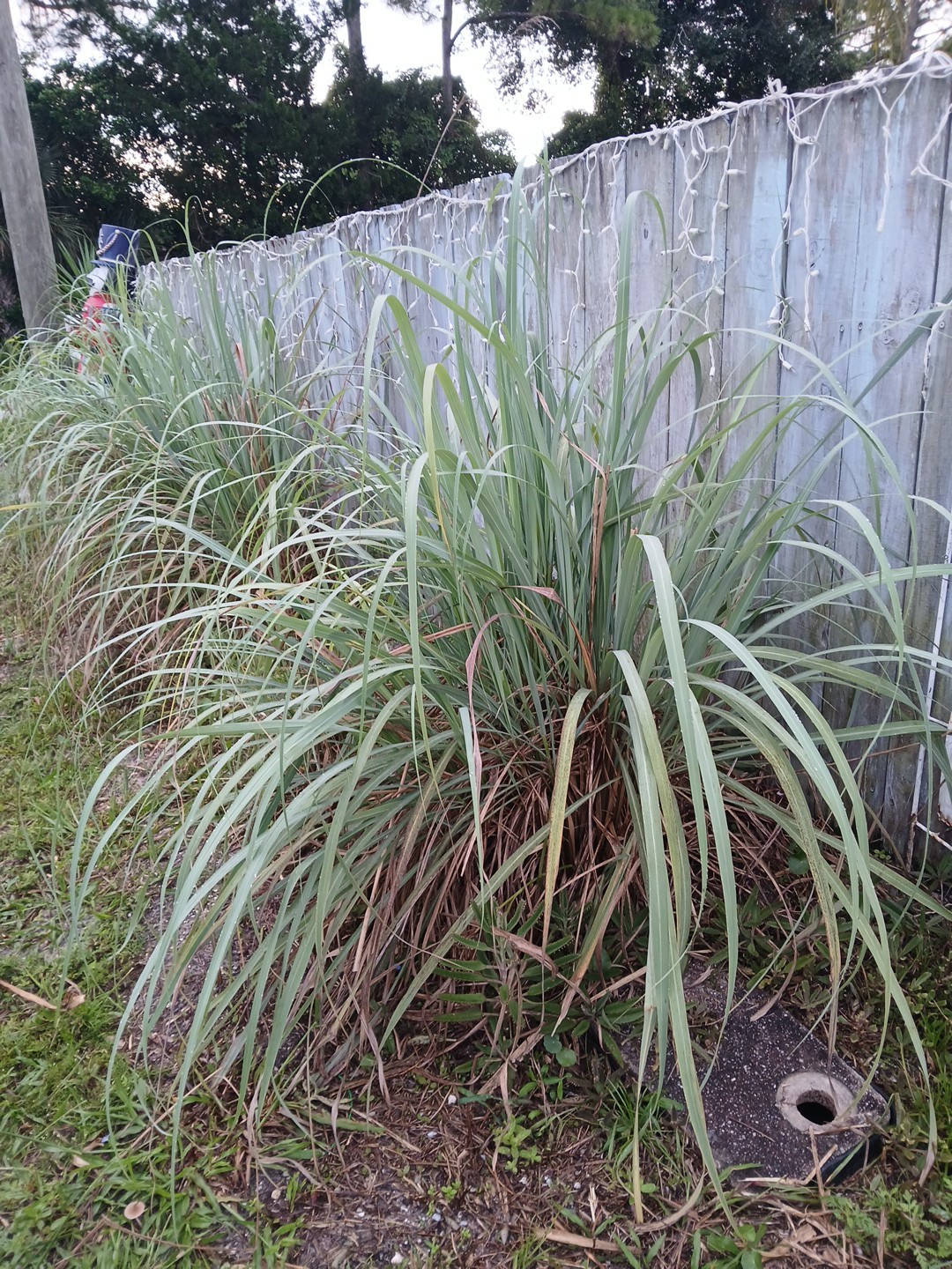 5 Live Lemon Grass Stalks Rooted Plants Eatable For Tea Aroma in House Evergreen
