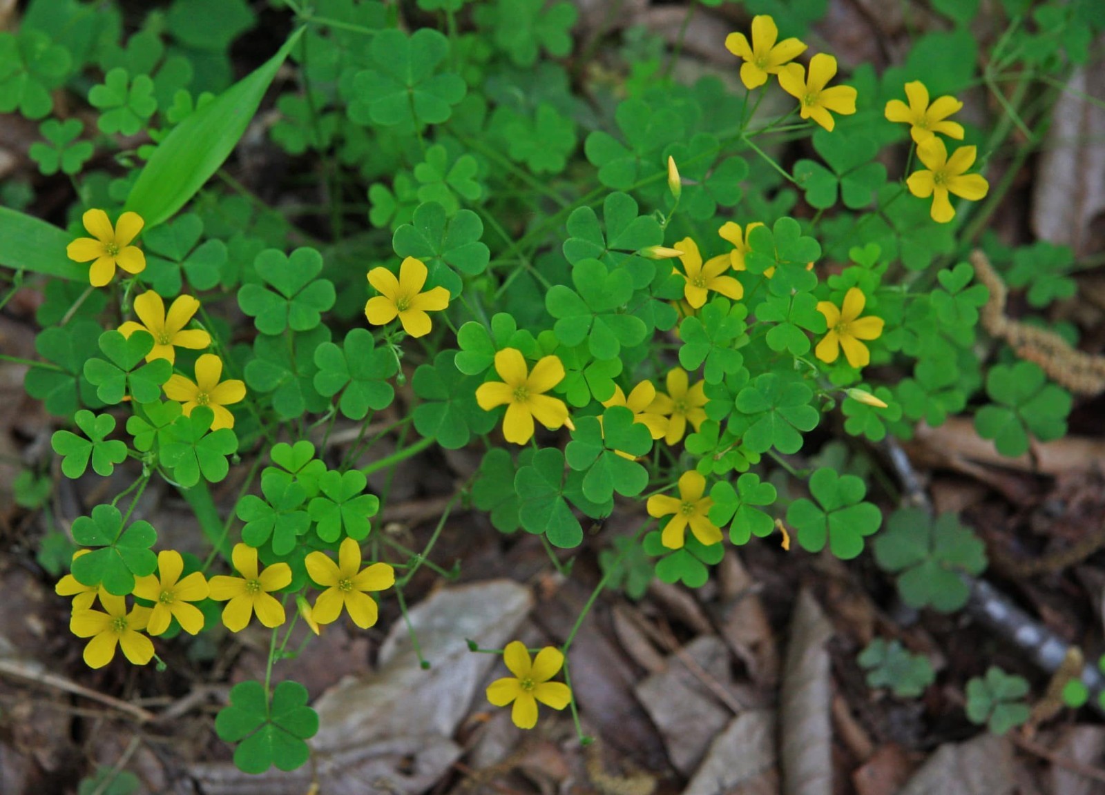 75 Common Yellow Wood Sorrel, Oxalis seeds, (Oxalis stricta) ORGANIC & FREE S/H