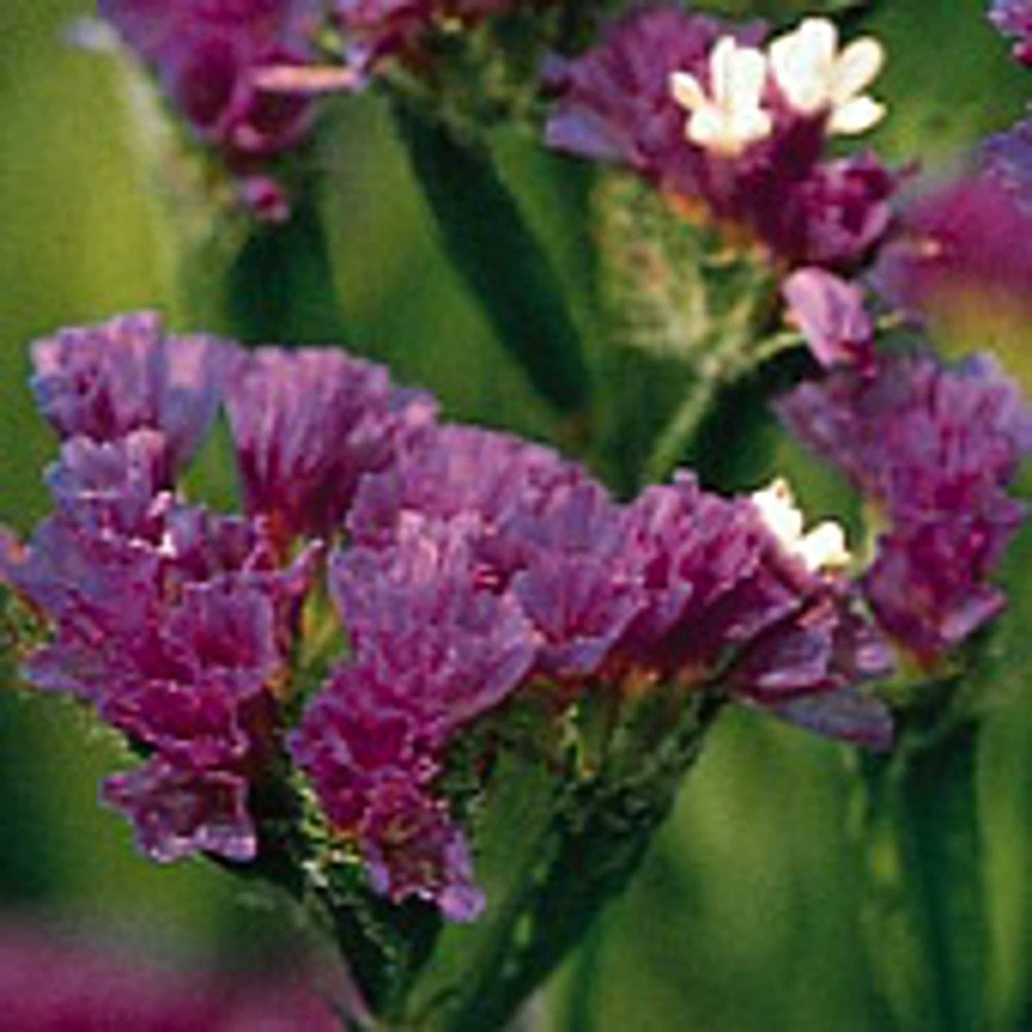 Statice Flowers (QIS Dark Blue) Seeds (25+ Seeds)