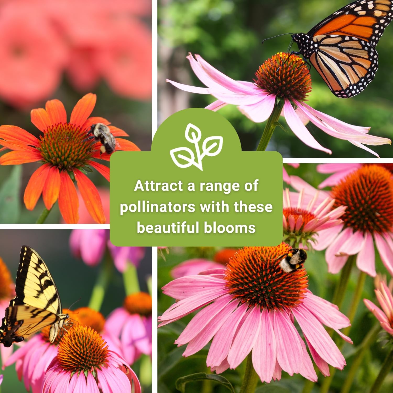 Sow Right Seeds – Mixed Color Coneflower Echinacea for Planting – Mix
