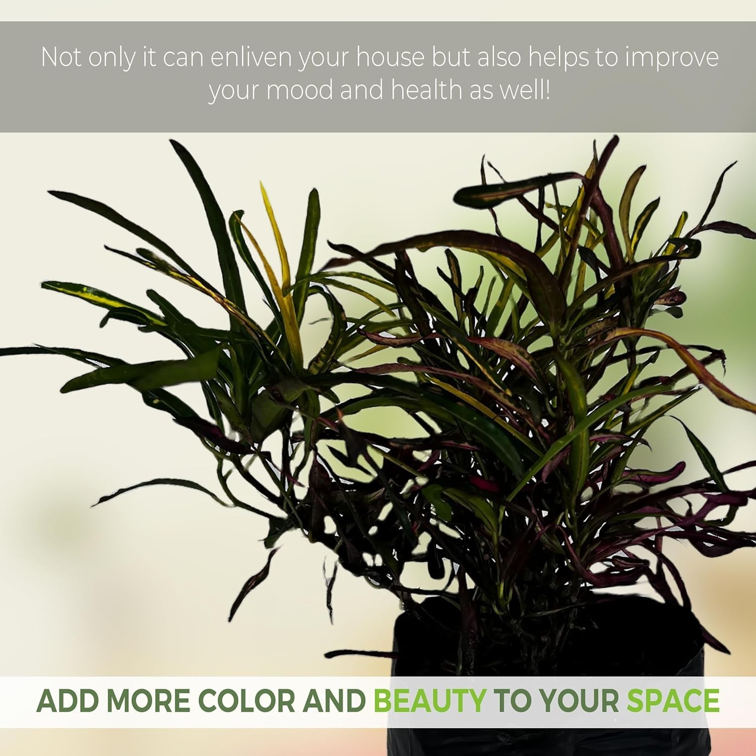 Croton Cock Tail (Pack of 2) Tropical Indoor Plant |Natural Décor Houseplant