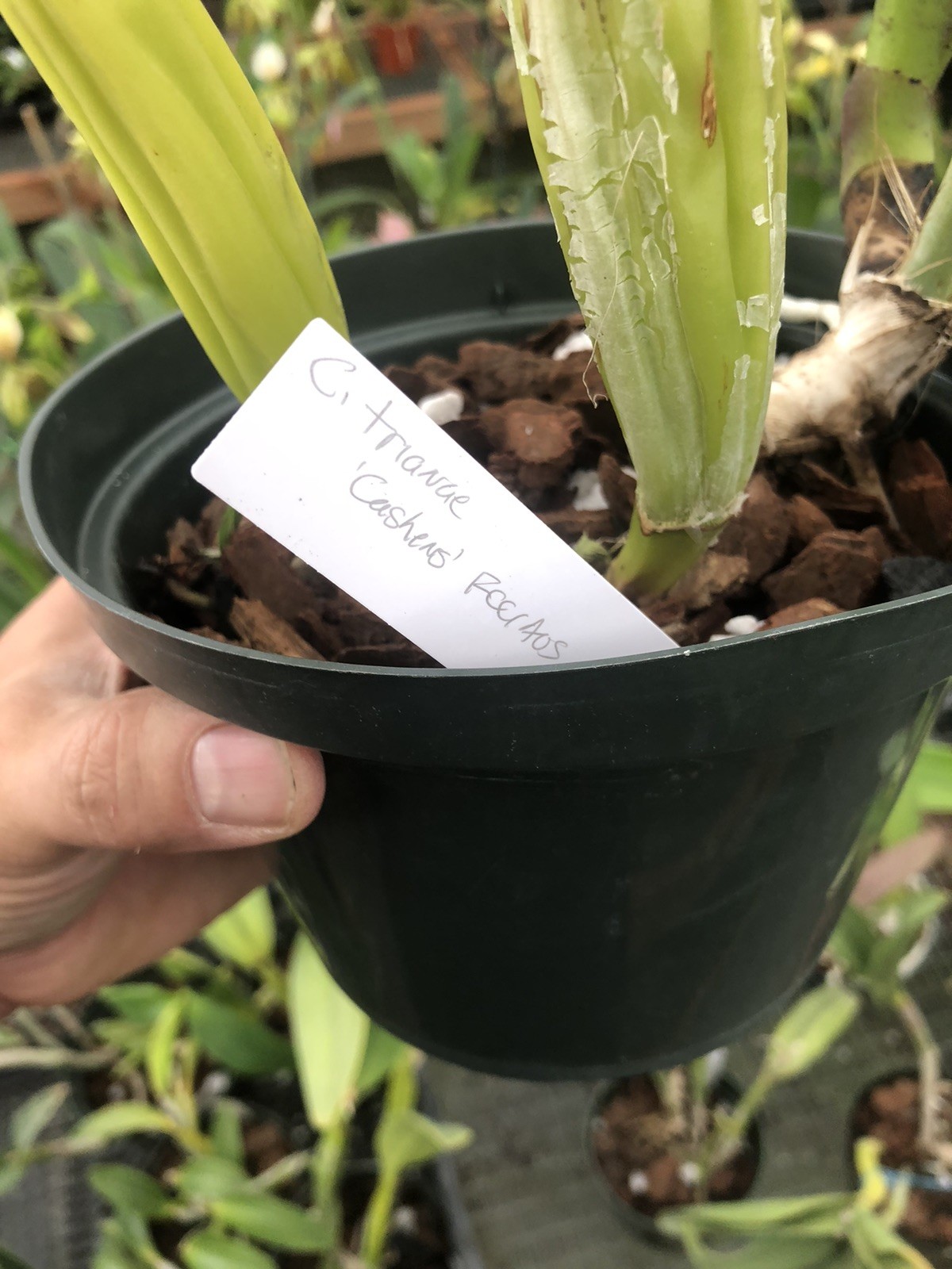 Cattleya trianae ‘Cashen’s’ FCC/AOS Original Division