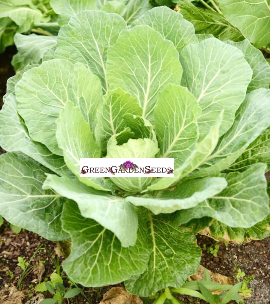 Giant Collards Seeds- 400 seeds