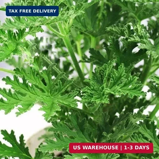 1500 Citronella Plant Seeds Non-GMO Mosquito Plant Seeds- Citronella Plant Seeds