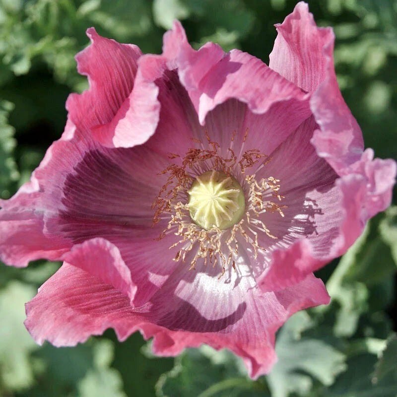 Poppy THE GIANT Pink Gargantuan Seed PODS Baking Huge Blooms Non-GMO 500 Seeds!