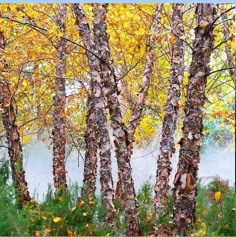 5 yo+ Fully Growing River Birch Tree Betula nigra Well Rooted Plant 40″+