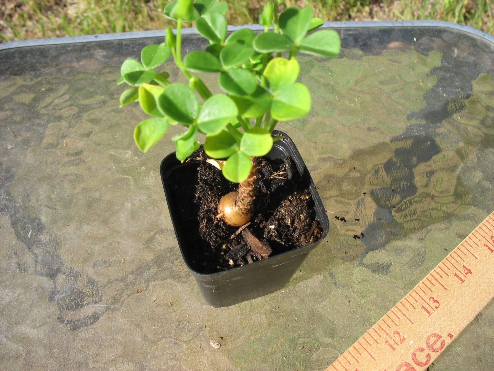 Bonsai Sorrel ~ Oxalis carnosa Caudex Caudiciform megalorrhiza 2″ pot #2