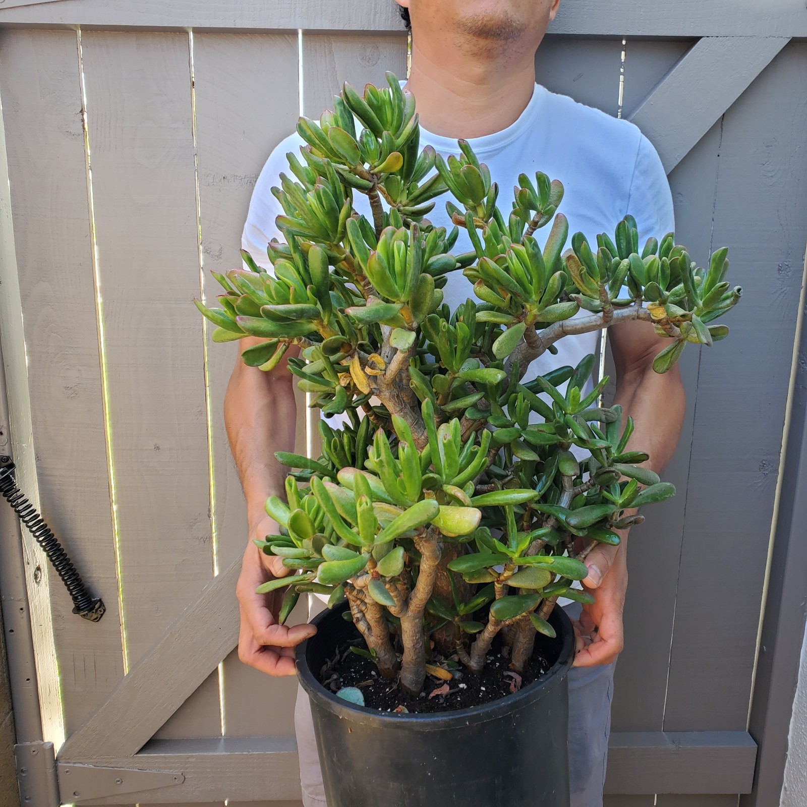 Gollum Jade Spoon Jade Succulent -D