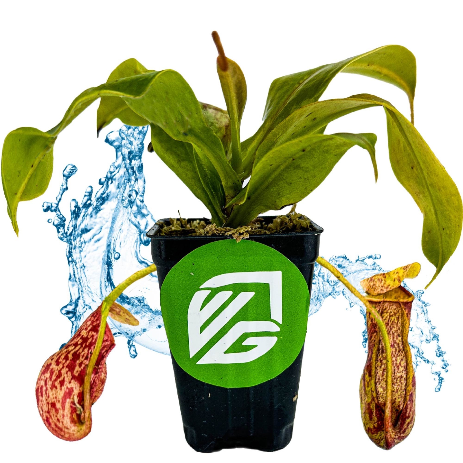 St. Gaya Pitcher Plant Carnivorous – Nepenthes – Live Plant