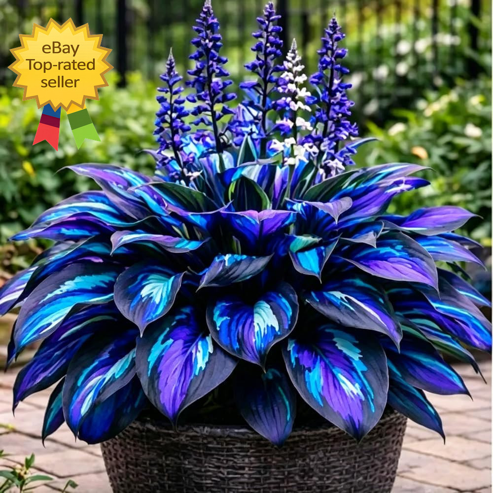 220 Hosta Seeds Perennial Shade Garden Plants Rare Low Maintenance Flower Seeds