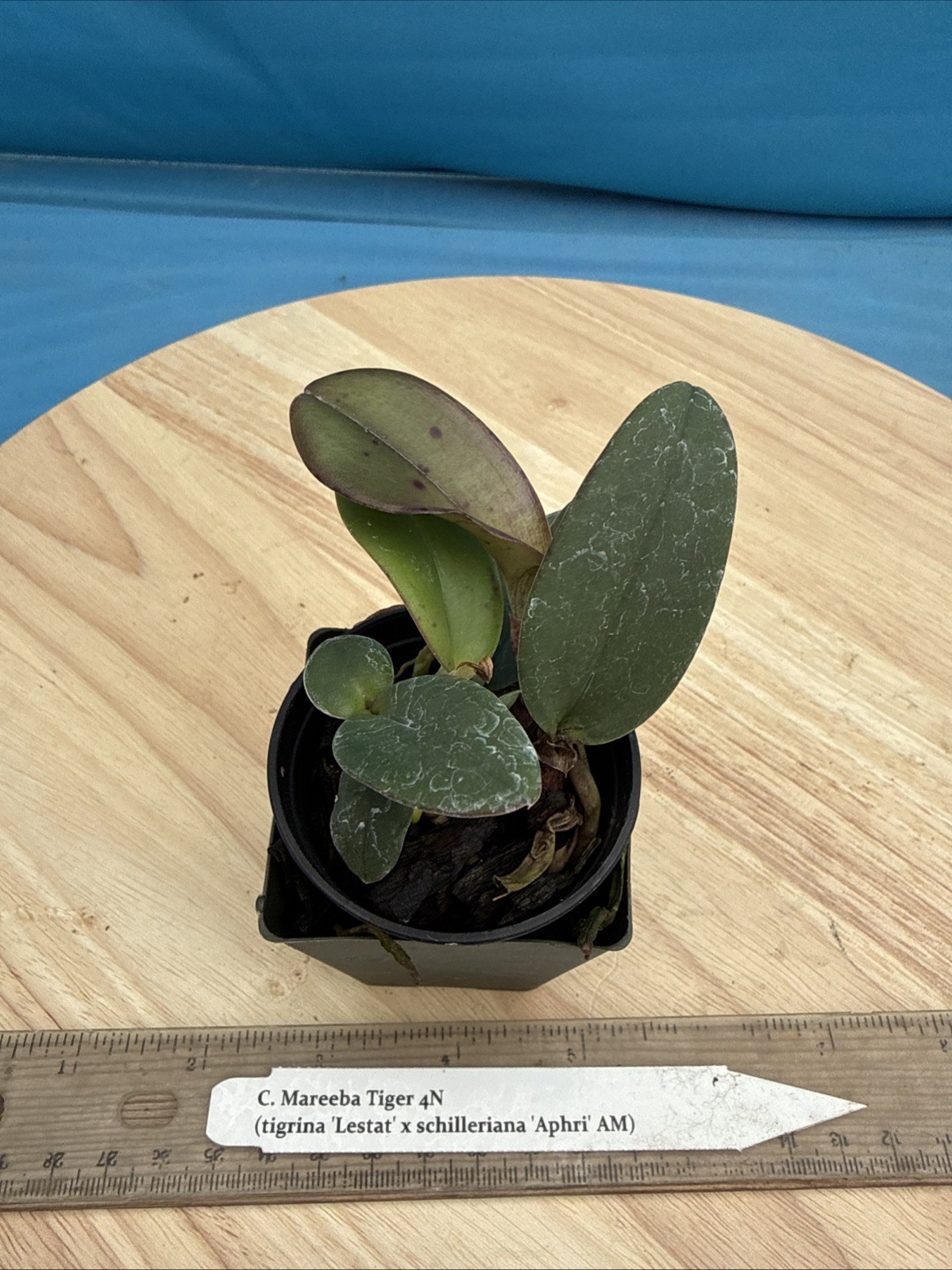 Cattleya Mareeba Tiger Fragrant Purple Pink Orchid Eros Seedling Hybrid 2” Pot