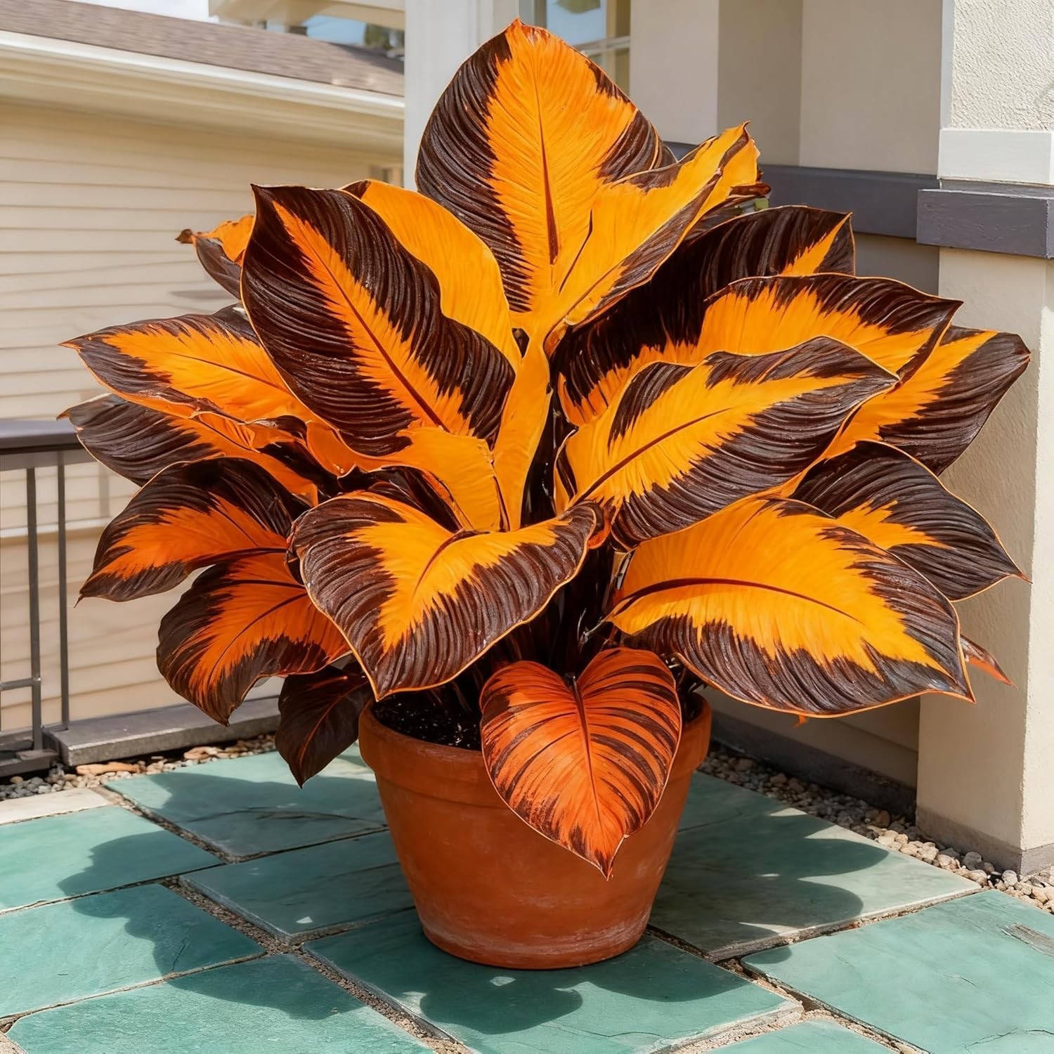 Hosta Seeds for Planting, 300+ Mixed Color Perennial Seed, Mix