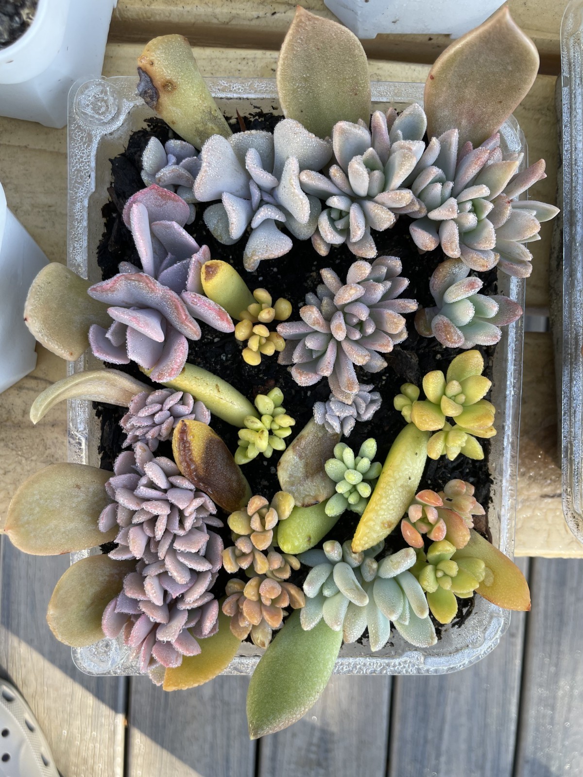 20+ Succulent Plant Leaves Propagation Assorted Mixed Variety Starter