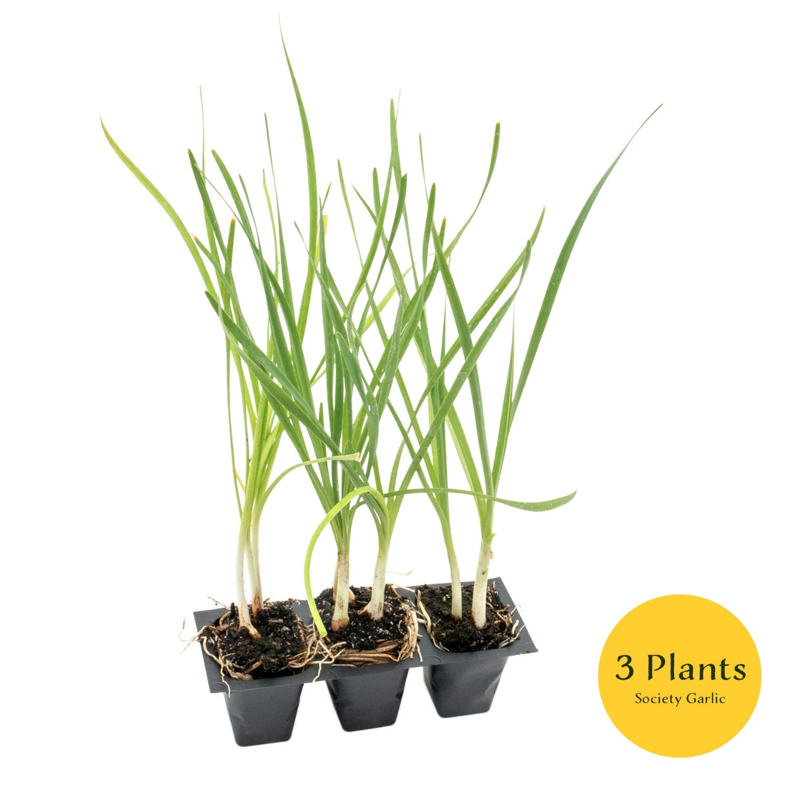 Society Garlic in 2.5” Nursery Cubes (Tulbaghia violacea) | Live Starter Plants
