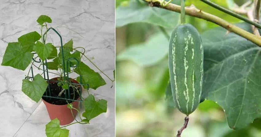 Tindora Plant Live Starter 8-12″ in pot Fast Growing, High Yield, Easy Care Vine