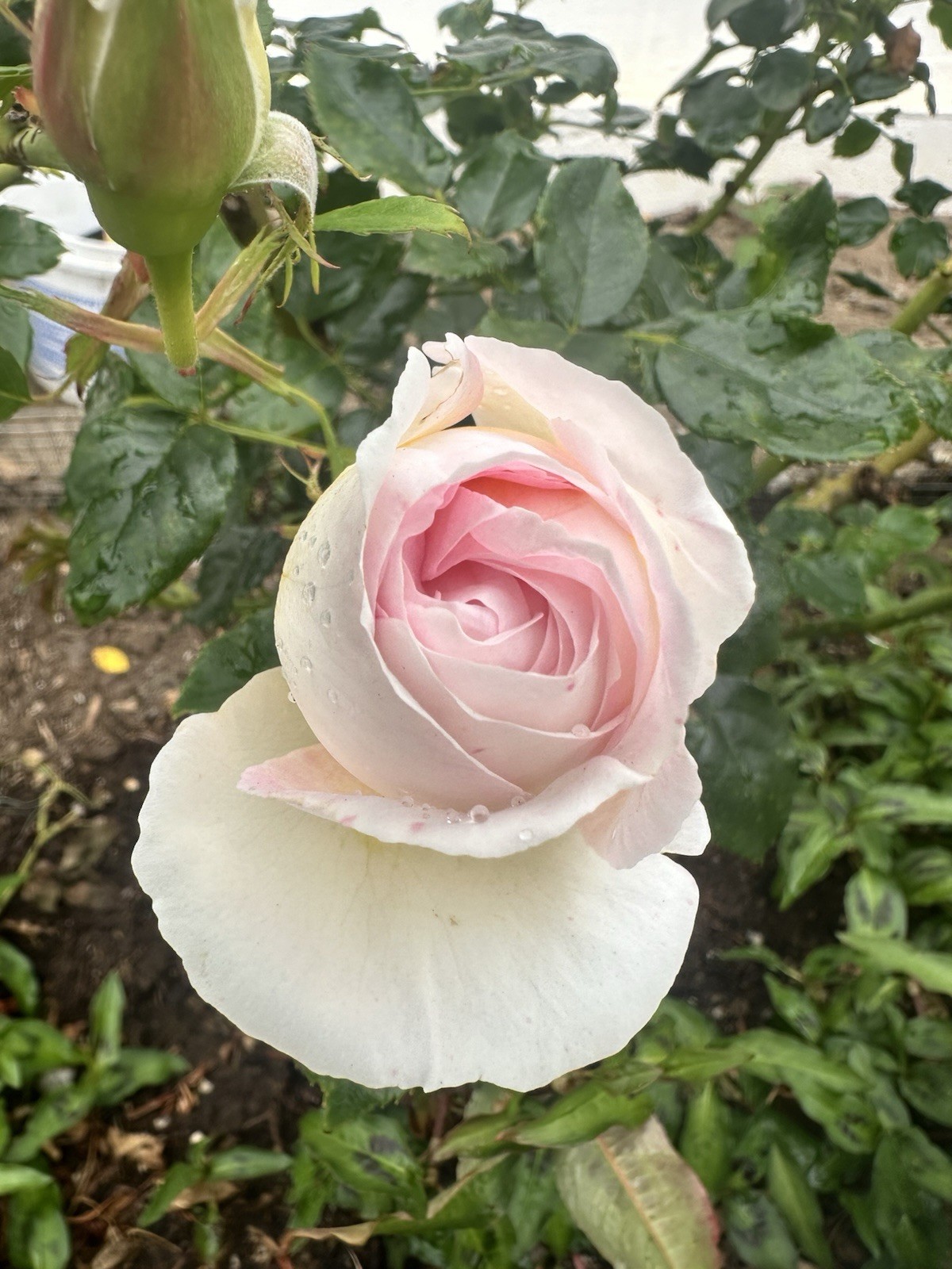 6x Top Cream Rose Fresh Stem Cutting Plant Rose