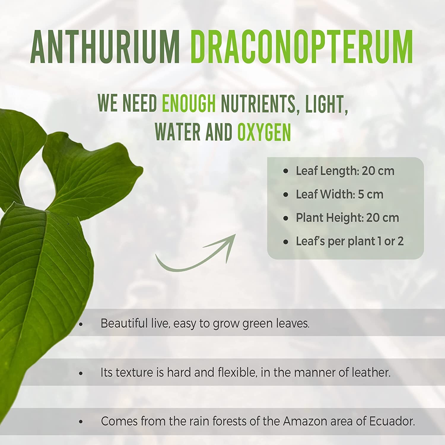 Anthurium draconopterum by LEAL PLANTS ECUADOR |Green Live House Plant