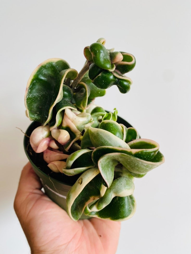 Variegated Hoya Compacta – Hindu Rope Wax Plant 4” Pot