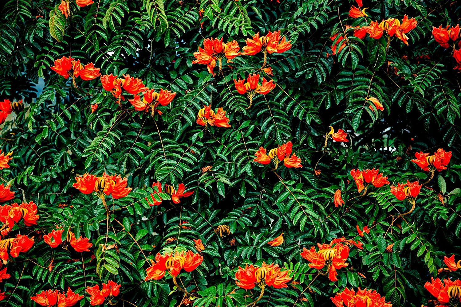 30 African Tulip Tree Seeds to Grow