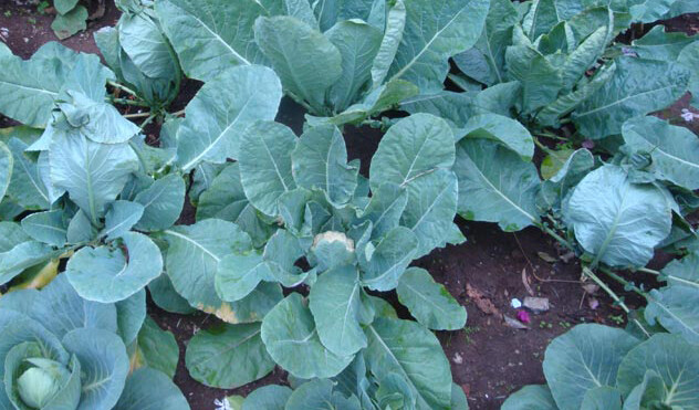 200+ Cauliflower Seeds Snowball Self Blanching Cauliflower(Brassica oleracea)USA