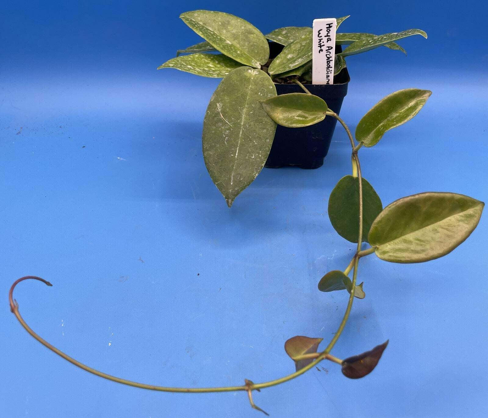Hoya Archboldiana White Fully Rooted Grown In 3.5″ pot – SO HEALTHY!