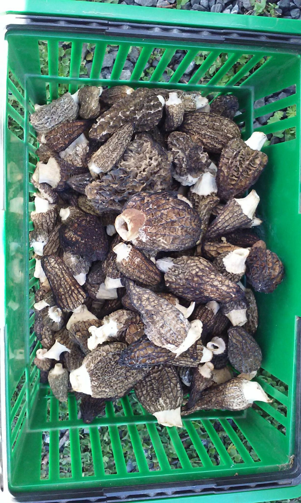 Morel Spore Grow Kit – Instructions Included – Garden Mushroom Vegetable Seed