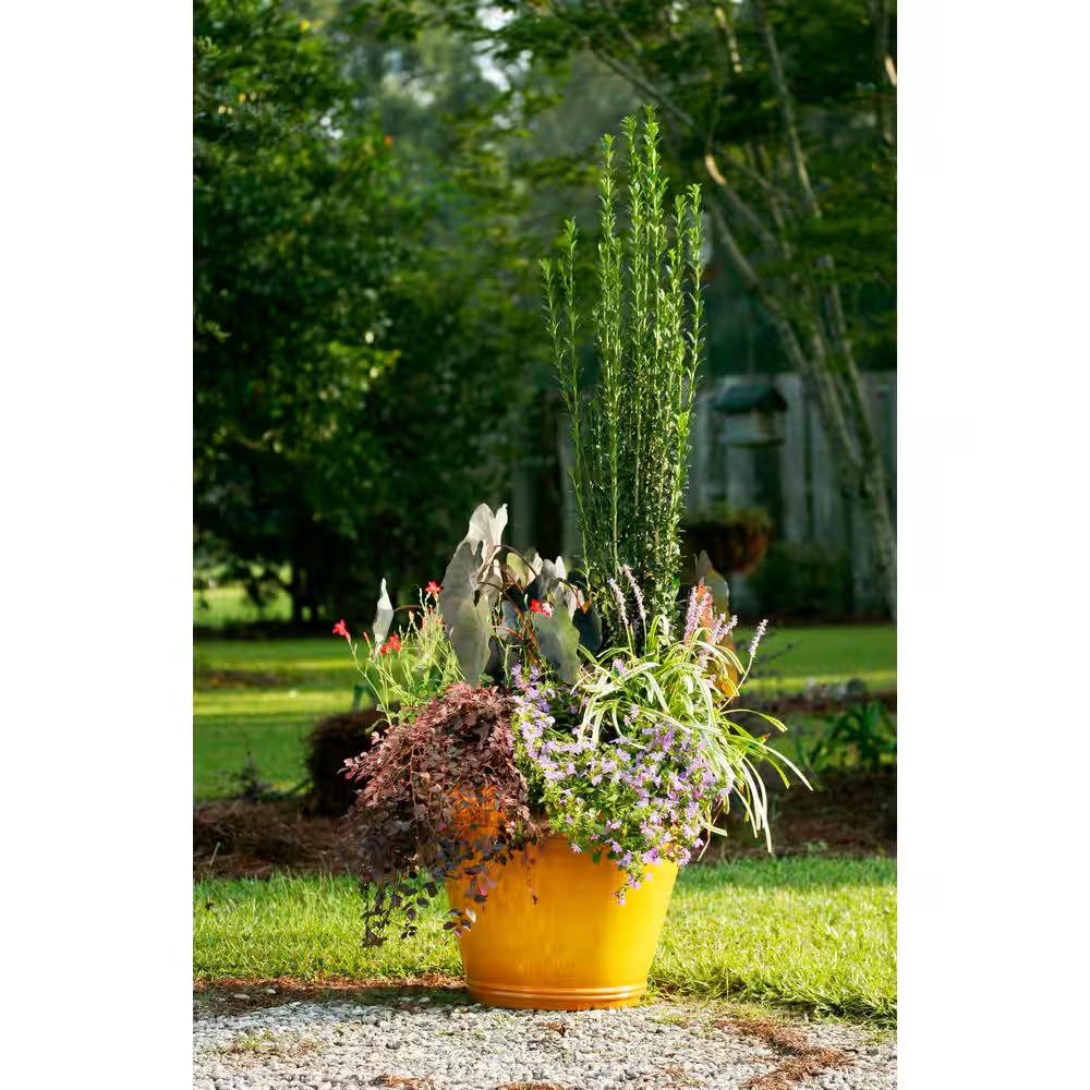 Sky Pencil Holly Plant Japanese Evergreen Shrub Live Privacy Hedge 2.5 Qt Pot